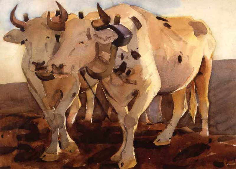 Oxen, Early Morning